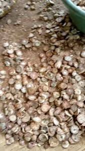 pinang iris kualitas medium/rijek