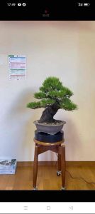 Thông đen nhật bản thành phẩm 74 năm