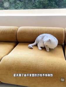 Kuru kung Pet minimal sofa ที่นอนโซฟาสัตว์เลี้ยงผ้า Cool เทคโนโลยีผ้า Polyfiber จากแบรนด์ Zeze ที่นอนแมว โซฟาแมว ที่นอนสัตว์เลี้ยง ที่นอนระบายความร้อน pet bed pet sofa เบาะแมว เบาะสัตว์เลี้ยง cat sofa โซฟาสัตว์เลี้ยง pet sofa เตียงสัตว์เลี้ยง