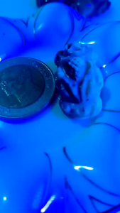 ปี่เซี๊ยะงานแกะสลักจากอำพันพม่าแท้ค่ะ