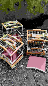 Sangkar Untulan Kayu Jati Jeruji Hitam Premium Gratis Karpet Alas untuk Sogon Konin Ciblek dll