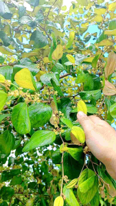 daun bidara skali ratin original