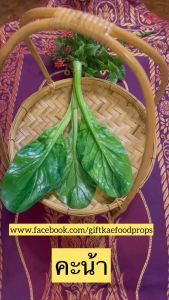 โมเดลคะน้า คะน้าปลอม โมเดลผัก ผักปลอม" - โมเดลคะน้า คะน้าปลอม โมเดลผัก ผักปลอม