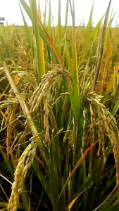 (COD) BENIH PADI HMS 700 UNGGUL 1KG KUALITAS ORIGINAL