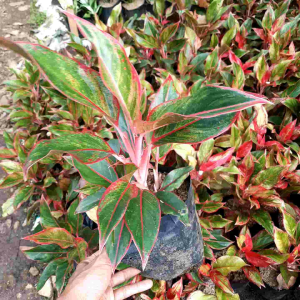 Tanaman Hias Aglonema Lipstik & Dekorasi Ruangan Kecil