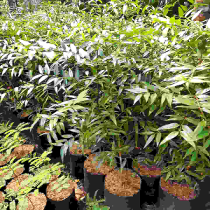 TANAMAN HIAS DAMAR 1 METER / TANAMAN PELINDUNG DAMAR