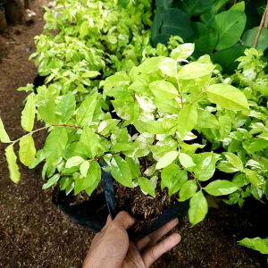 Bibit Bonsai Tanaman Hias Anting Putri / Tanaman Anting Putri / Pohon Anting Putri Murah