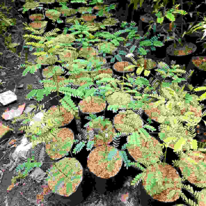 TANAMAN HIAS SOLOBIUM PAKIS BRAZIL /