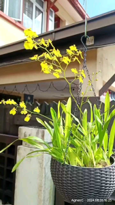 Dancing Lady Orchid(Oncidium Goldiana)