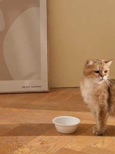 Pembekal Minum dan Makanan Kucing Mangkuk Kucing 2-in-1Cat Bowl for Water and Food 2-in-1 Cat Dish