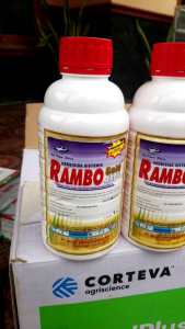 Rambo Gold 480SL 1liter Herbisida Sistemik Obat Pembasmi Rumput Sampai Akar