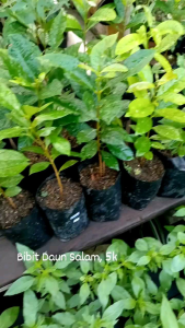 Bibit Pohon Salam Bumbu Masak: Panduan Lengkap