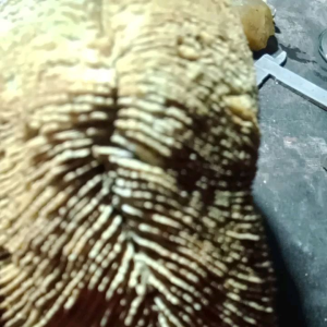 fosil karang motif jamur panjang