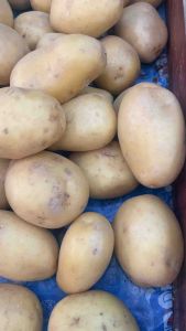 มันฝรั่ง potato มันฝรั่งสด มันฝรั่งนอก คัดพิเศษหัวใหญ่ ทำอาหารได้หลายเมนู