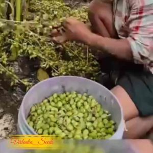 [Virladia Seeds] 50 Biji Benih tanaman Kapulaga India | Kapulaga Hijau
