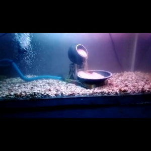 HIASAN AKUARIUM GENTONG WATERFALL AIR TERJUN