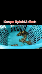 3inch +- Hybrid Grouper/ kerapu Converted 1.003