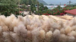 Combo 10 bông lau màu kem dùng để decor trang trí nhà hàngtiệc cướiquán cafe