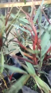 bibit jahe wulung ( jahe hitam )