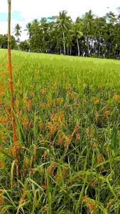 BENIH PADI TERBARU IR 64 KUWALITAS UNGGUL KEMASAN 5KG