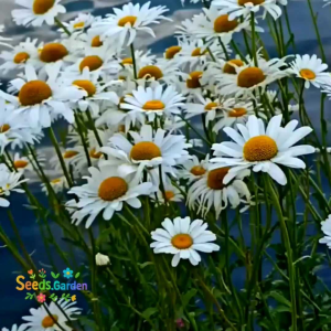 80 BUTIR BIJI/BENIH BUNGA KRISAN MOON DAISY