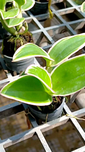 กล้วยไม้นิ้วใบด่าง เหลือง 24 ด่างยันดอก