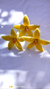 handmade crafts flowers lily per head or per flower only no leaves and sticks. Made of fuzzy wire and hand made with love perfect for decoration ideas for making a bouquet and many more..