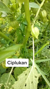 Jual Daun Batang Ciplukan Segar 1 kg Di Ambil Langsung Saat Order Masuk