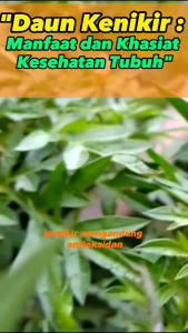 Jual Daun Kenikir Fres 100 Gram / Daun Raramidang Segar Petik Dadakan Saat Order Masuk