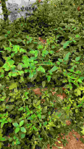 Tasbih Butir 165 Kayu Walikukun (14mm)