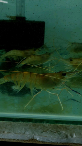 Live Giant River Prawn/Udang Galah/Ornamental fish/Freshwater/Readystock