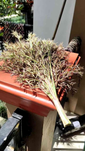 MUSTIKA BUNGA SERAI WANGI ATAU KEMBANG SERAH WANGI