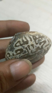 Batu Antik Kerang Lafad Koleksi
