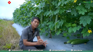 Benih Paria Pare Tanjung 11 F1 isi 10 gram isi Benih Per Sachet (55-75 Btr)Kadaluarsa. 2027 - MMT