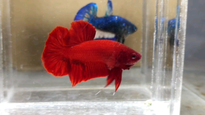 Super Red Halfmoon Plakat HMPK Betta Fish / Ikan Laga/ 斗鱼 / Live Fish ❗️Fish same as order❗️Not random pick❗️35