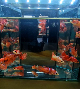 CANDY NEMO BETTA FISH / RANDOM PICK / IKAN LAGA