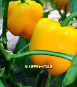 10 BUTIR BIJI/BENIH PAPRIKA KUNING F1 (REPACK KNOW YOU SEED)