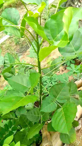 Daun Dadap Serep Segar: Obat Herbal Termurah Penurun Panas Anak