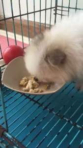 Thuốc Kích Thích Thèm ăn dành Cho Chó mèo ( Bao khỏi)