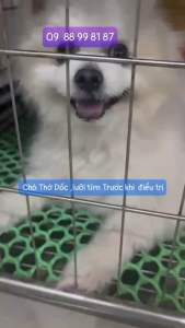 Hỗ Trợ Hen Khó Thở Dành cho chó mèo