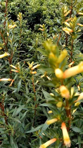 ต้นปลาทอง กระถาง 8 นิ้ว น่ารักเลี้ยงง่าย (กทม)