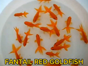 Red Fantail Goldfish [ 2pcs | 3pcs | 5pcs FREE 1 ]