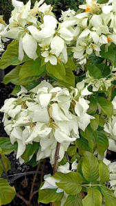 ดอนญ่าขาว Aurora กระถาง 11 นิ้ว ต้นสวยและแข็งแรง (กทม)