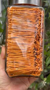 [CHÍNH HÃNG] Đông Trùng Hạ Thảo Huy Cương ( Được Nuôi Cấy Tại Thành Phố Lai Châu )