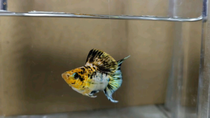 Pikachu Lyretail Balloon Molly Fish(Male) 短身气球茉莉鱼(公)❗️(Not random fish)❗️Fish same as order❗️36