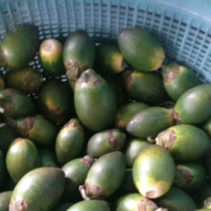 Buah Pinang & Buah Jambe Muda Segar Fresh Isi 1 Kg Murah