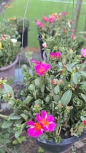 คุณนายตื่นสายคละสี 50 กิ่ง(ตัดกิ่งยาวอวบ คละทุกสี)ดอกคุณนายตื่นสาย