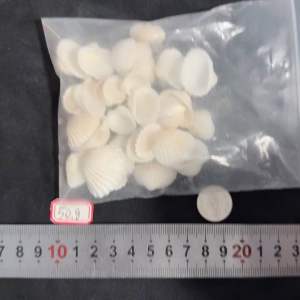 เปลือกหอยสีขาวขนาดเล็ก 50g XIAO XUE สำหรับตกแต่งสวน size:2-4cm