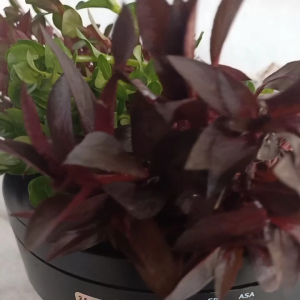 Paket Stemplant Tanaman Akuarium: Tips & Panduan