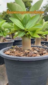 ชวนชม บิ๊กเอฟมงกุฎทองแบล็คฮอค กระถาง6นิ้ว (ถอนส่ง)